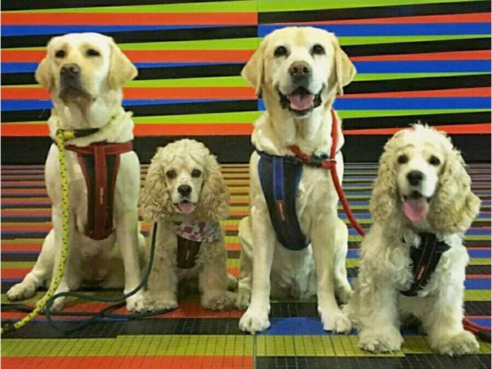 Emigrar-mascotas-venezolanas